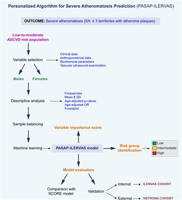 Development and Validation of a Personalized, Sex-Specific Prediction Algorithm of Severe Atheromatosis in Middle-Aged Asymptomatic Individuals: The ILERVAS Study